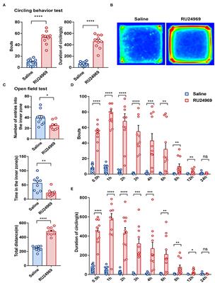 BDNF Alleviates Microglial Inhibition and <mark class="highlighted">Stereotypic Behaviors</mark> in a Mouse Model of Obsessive-Compulsive Disorder